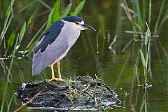 Black-crowned Night Heron