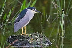 Black-crowned Night-Heron