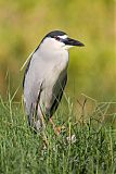 Black-crowned Night-Heronborder=