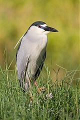 Black-crowned Night Heron
