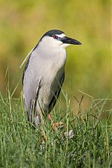 Black-crowned Night-Heron