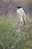 Black-crowned Night-Heron