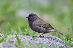 Black-faced Grassquit