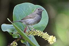 Black-faced Grassquit