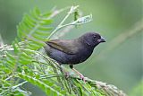 Black-faced Grassquit