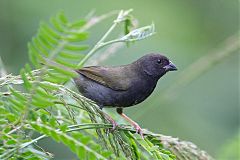 Black-faced Grassquit