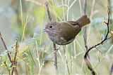 Black-faced Grassquitborder=