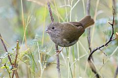 Black-faced Grassquit