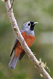 Black-faced Monarch