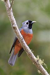 Black-faced Monarch