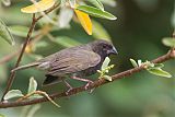 Black-faced Grassquit