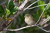 Black-faced Grassquit