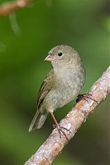 Black-faced Grassquit