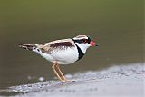 Black-fronted Dotterel