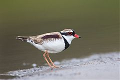 Black-fronted Dotterel