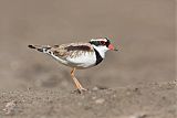 Black-fronted Dotterelborder=