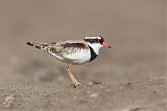 Black-fronted Dotterel