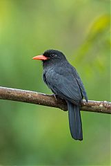 Black-fronted Nunbird