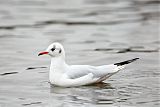 Black-headed Gullborder=