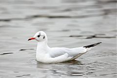 Black-headed Gull