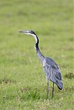 Black-headed Heron