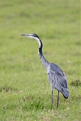 Black-headed Heron