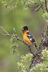 Black-headed Grosbeak