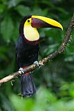 Yellow-throated Toucan