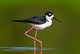 Black-necked Stiltborder=