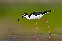 Black-necked Stilt