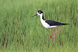 Black-necked Stilt