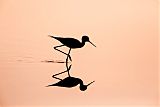 Black-necked Stiltborder=