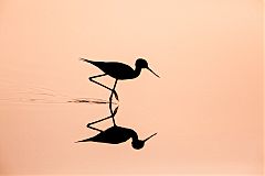 Black-necked Stilt