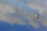 Black-necked Stilt