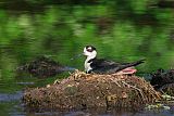 Black-necked Stilt