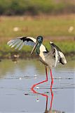 Black-necked Stork