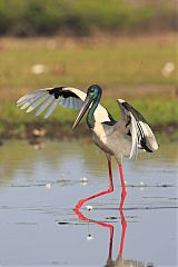 Black-necked Stork