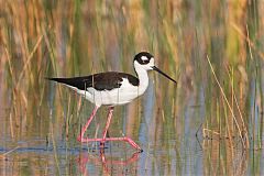 Black-necked Stilt