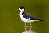 Black-necked Stiltborder=