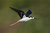 Black-necked Stiltborder=