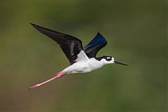 Black-necked Stilt