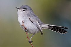 Black-tailed Gnatcatcher