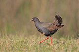 Black-tailed Nativehen