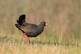 Black-tailed Nativehenborder=