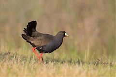 Black-tailed Nativehen