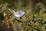 Black-tailed Gnatcatcher