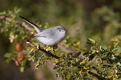 Black-tailed Gnatcatcher