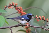 Black-throated Blue Warblerborder=