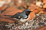 Black-throated Blue Warbler