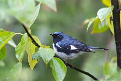 Black-throated Blue Warbler